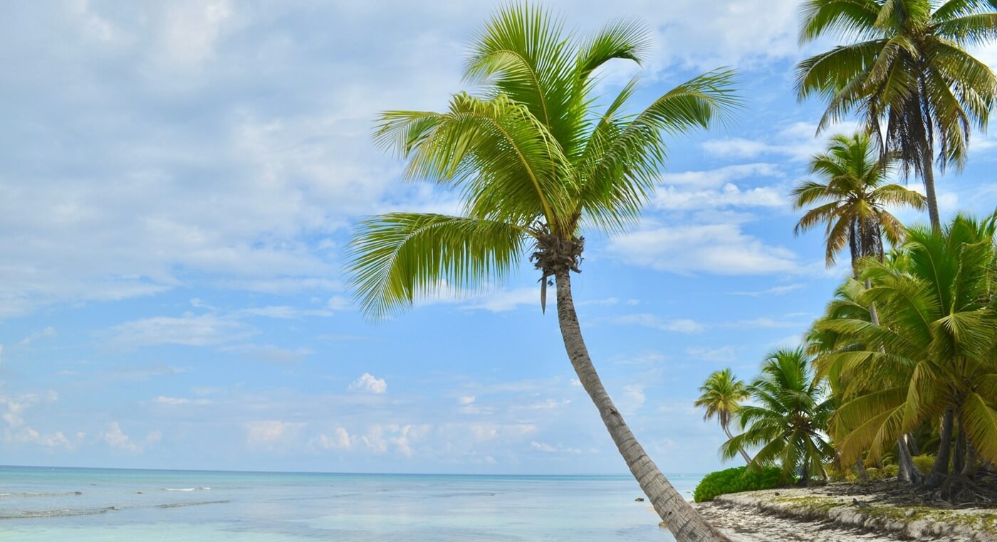 green palm tree near sea during daytime